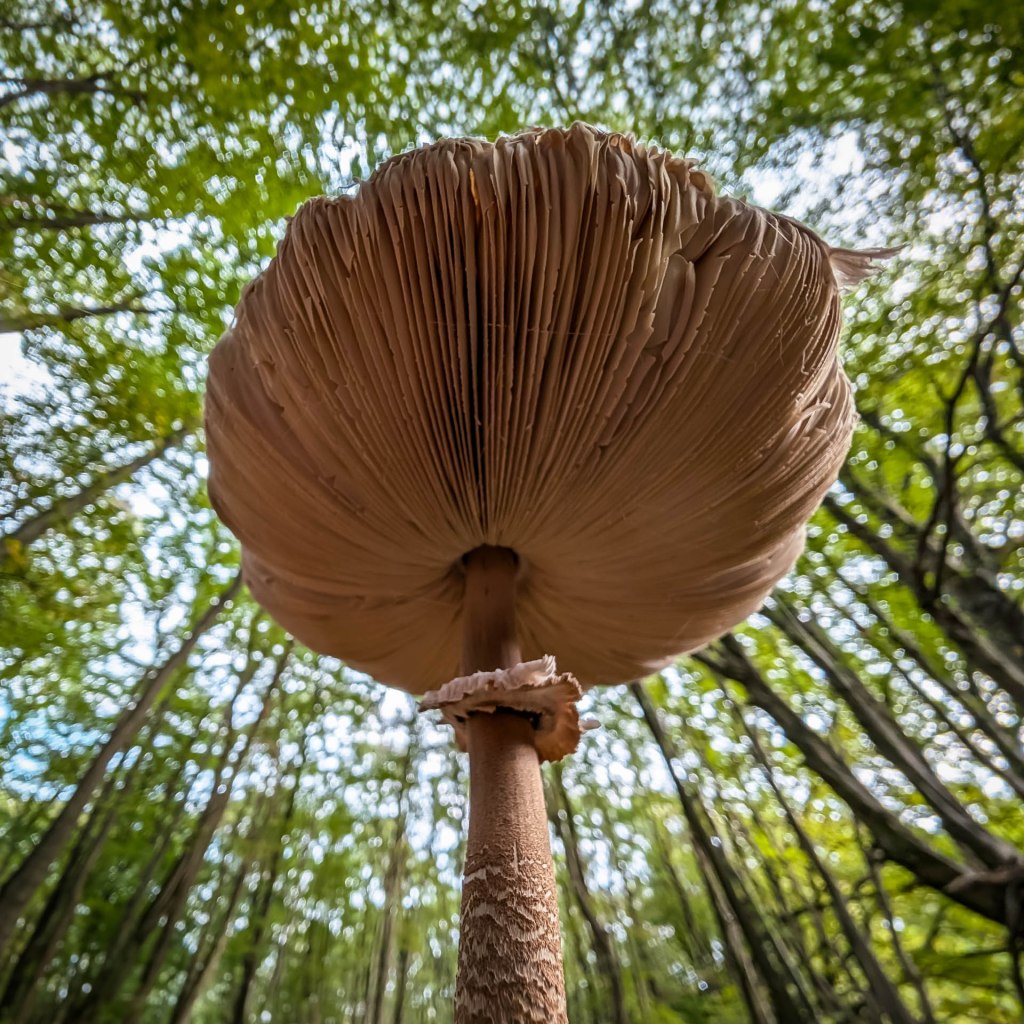 200×200 km projekt • 2024. 09. 28. • Nyergesújfalu: Pusztamarót – Lábatlan&nbsp;Cimbivel