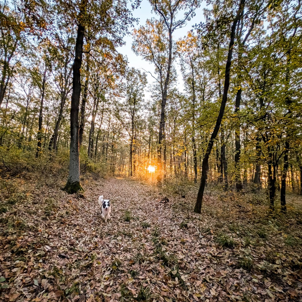 200×200 km projekt • 2024. 10. 19. • Bajna – Gyermely&nbsp;Cimbivel