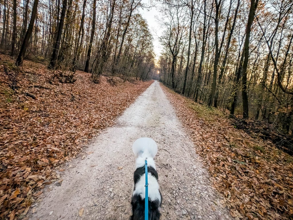 200×200 km projekt • 2024. 11. 09. • Gyermely&nbsp;Cimbivel