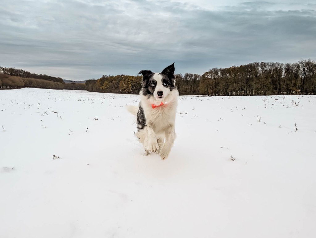 200×200 km projekt • 2024. 11. 24. • Gyermely: Vadalmás – Bajna: Nyikai-hegy&nbsp;Cimbivel