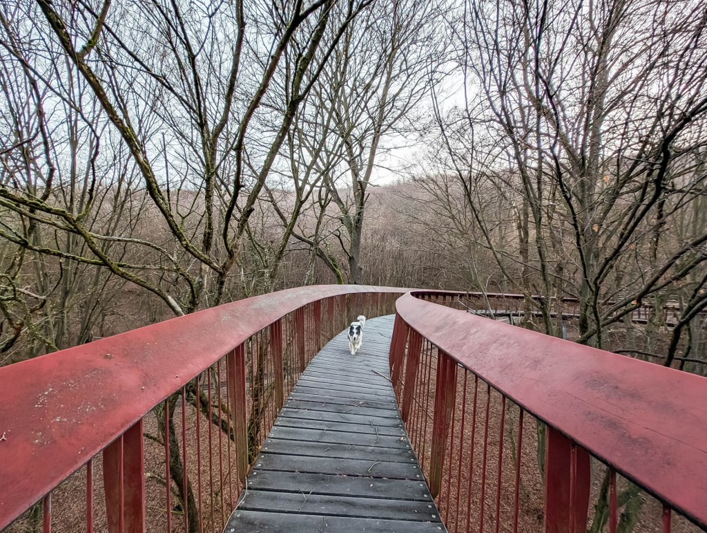 200×200 km projekt • 2024. 11. 30. • Tardos: Bagoly-hegy&nbsp;Cimbivel