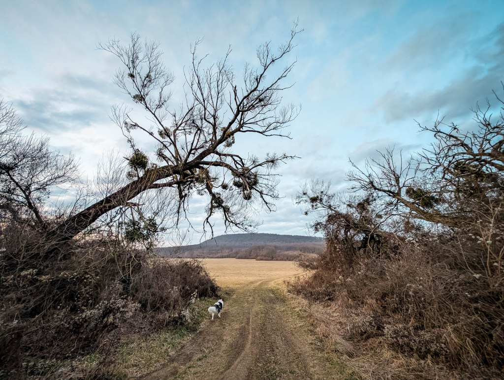 200×200 km projekt • 2025. 02. 08. • Nyergesújfalu&nbsp;Cimbivel