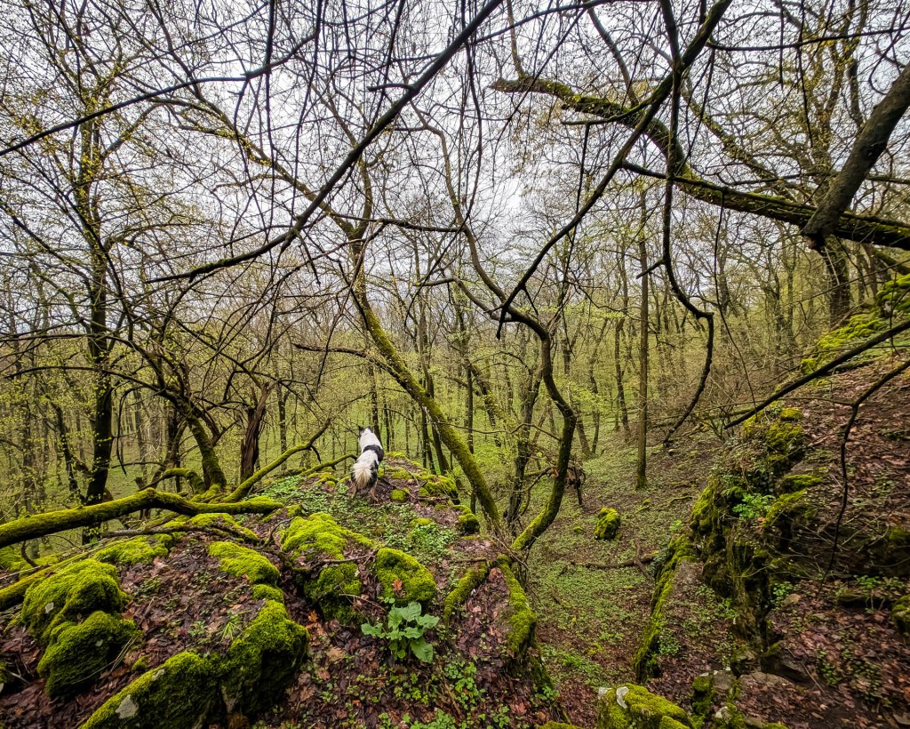 200×200 km projekt • 2025. 03. 30. • Bajna – Nyergesújfalu&nbsp;Cimbivel