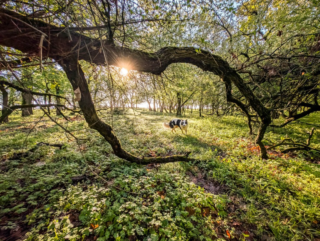 200×200 km projekt • 2025. 04. 19. • Bajna: Sárási-kő&nbsp;Cimbivel