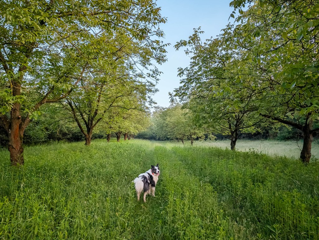 200×200 km projekt • 2025. 05. 24. • Tokod – Mogyorósbánya: Látó-hegy&nbsp;Cimbivel
