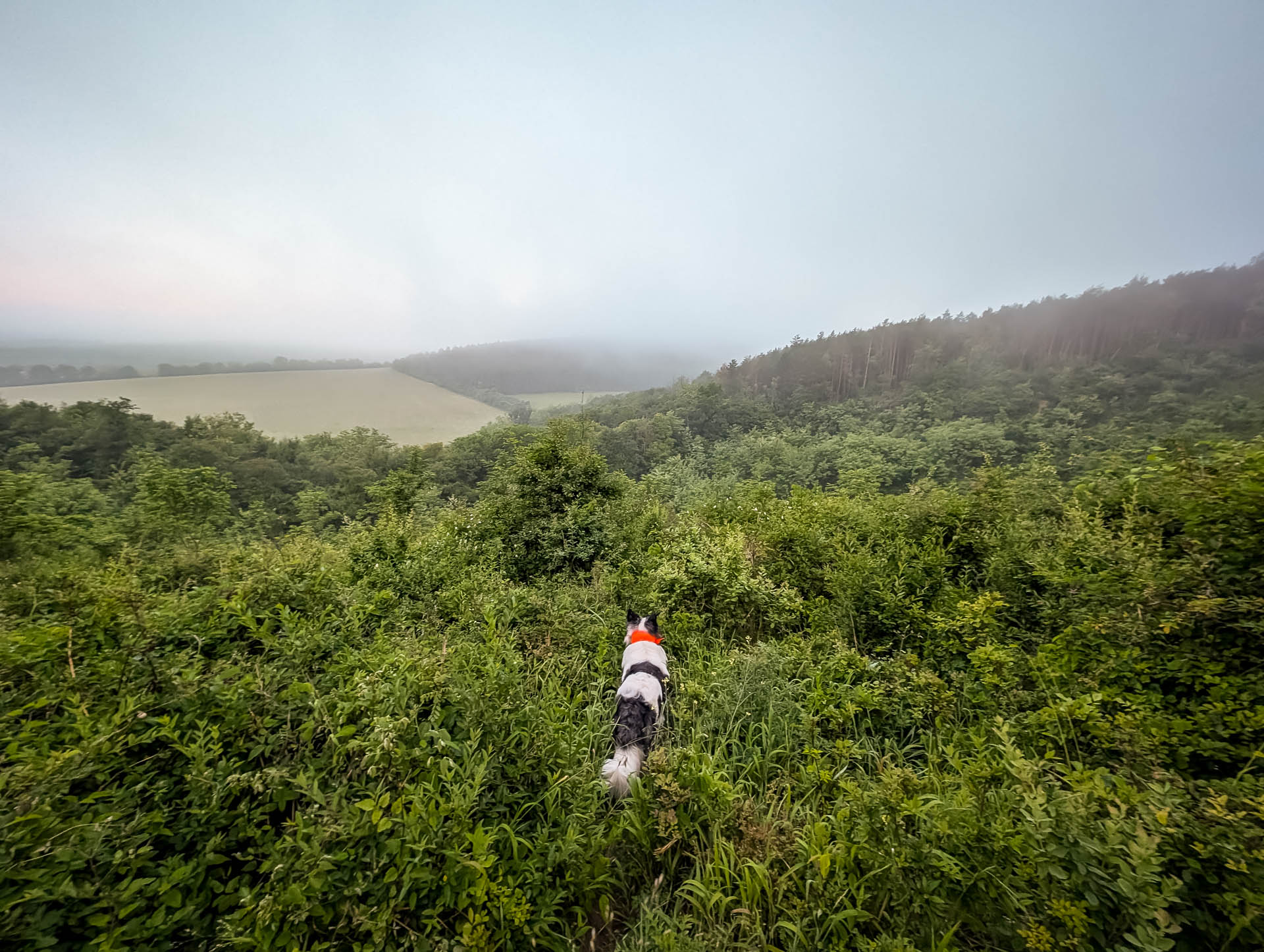 200×200 km projekt • 2025. 05. 31. • Tokod – Nagysáp: Sápi-völgy Cimbivel
