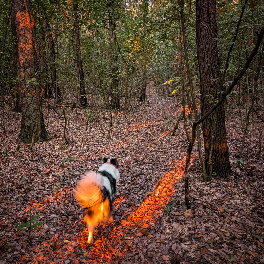 200×200 km projekt • 2025. 08. 09. • Mogyorósbánya: Gyertyános – Bajót: Muzslai-tető Cimbivel
