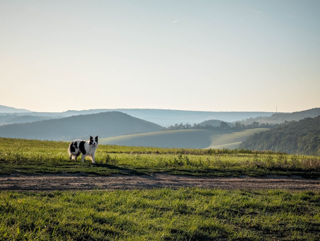 200×200 km projekt • 2025. 09. 20. • Epöl: Harasztos, Kis-Homokos&nbsp;Cimbivel