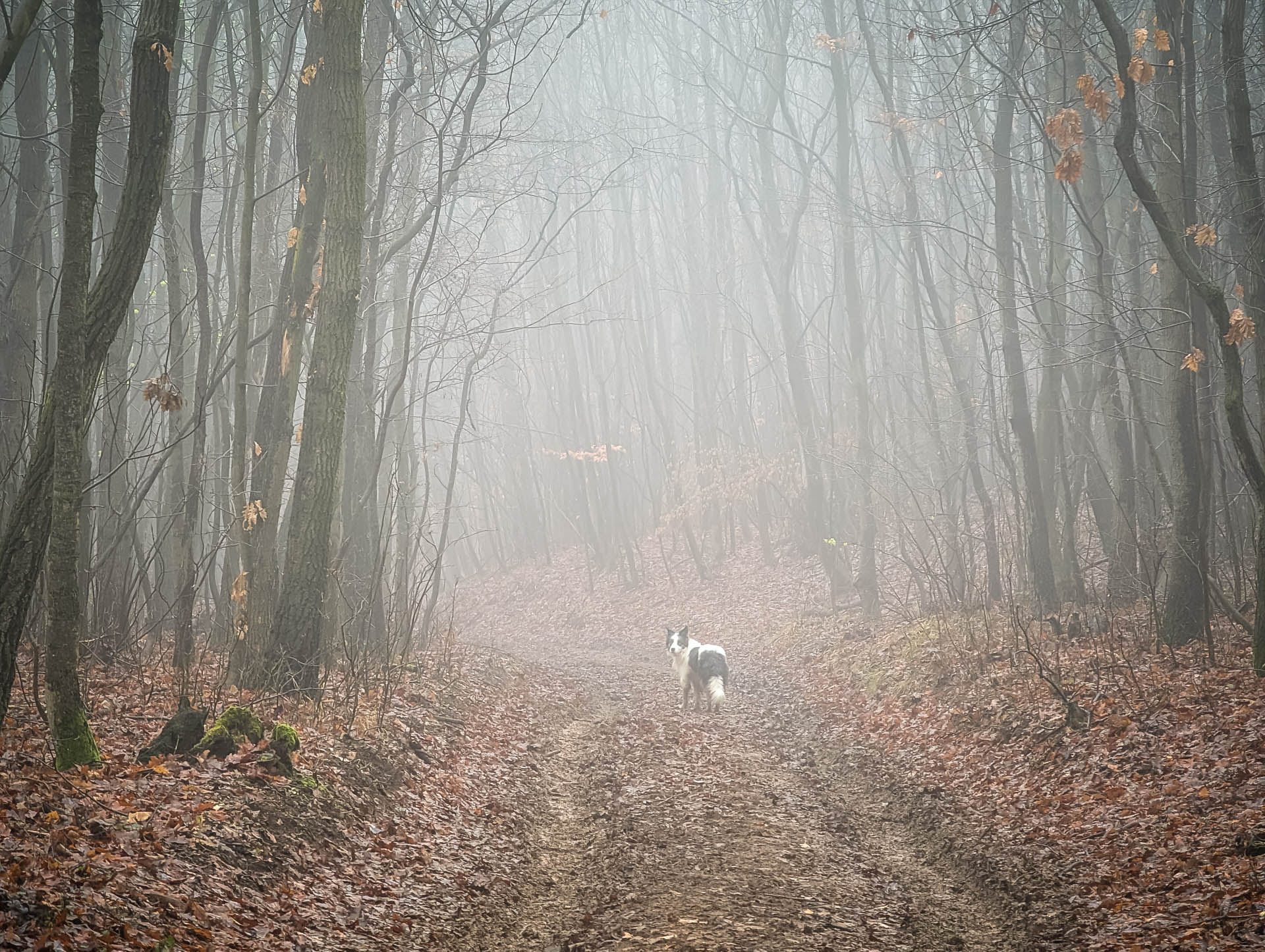 200×200 km projekt • 2025. 12. 06. • Bajót&nbsp;Cimbivel