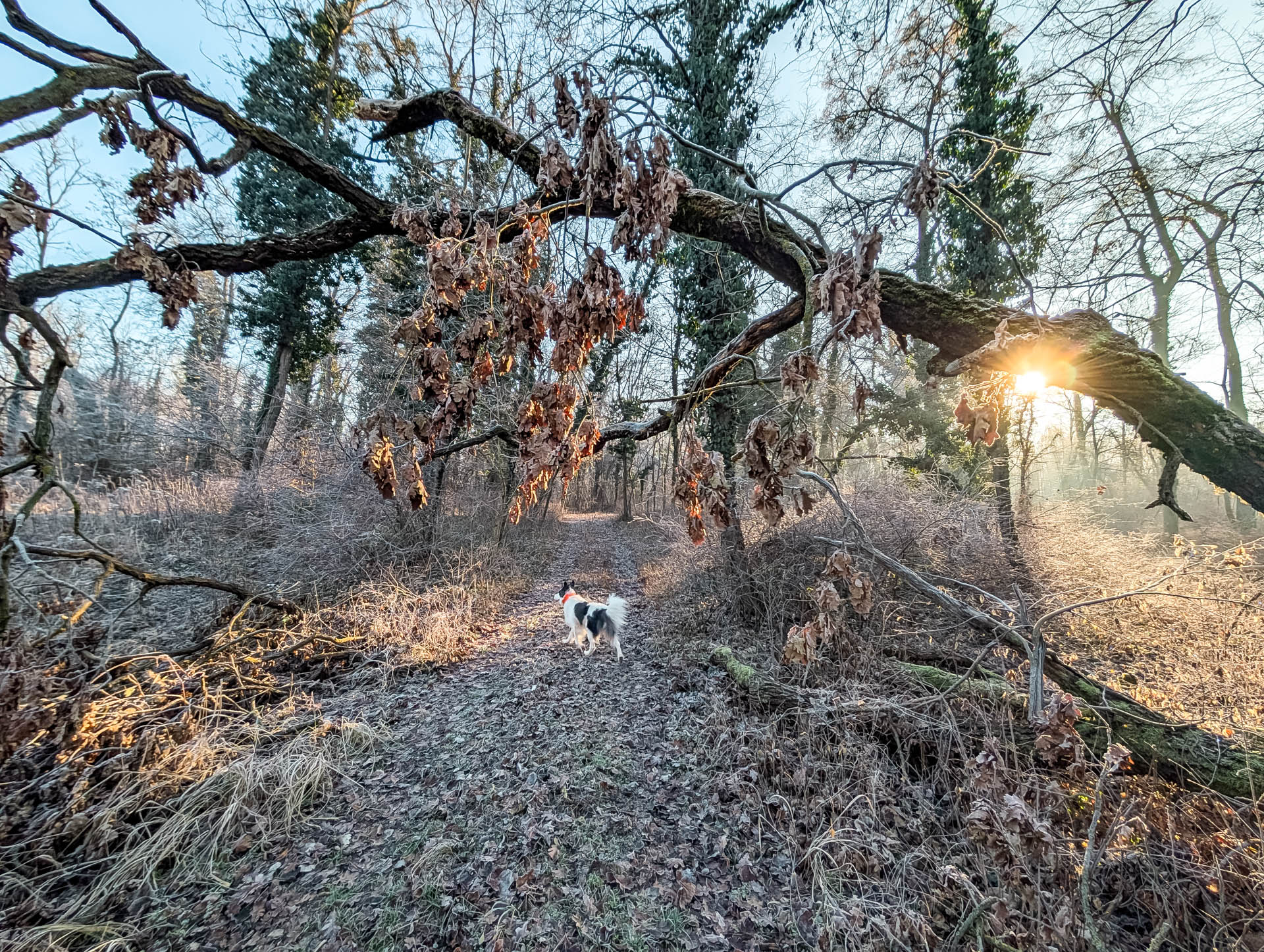 200×200 km projekt • 2025. 12. 27. • Tata: Derítő-tó, Öreg-tó&nbsp;Cimbivel