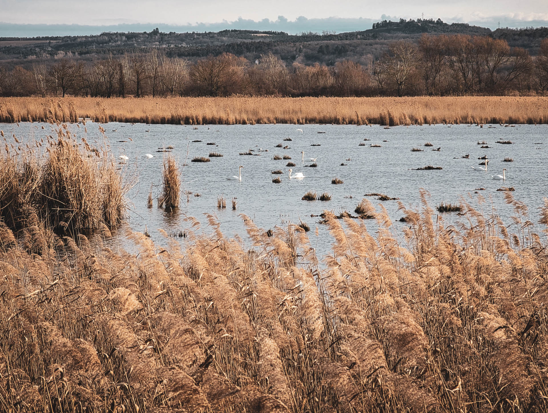 200×200 km projekt • 2026. 02. 14. • Szomód: Ferencmajori-halastavak – Naszály Cimbivel