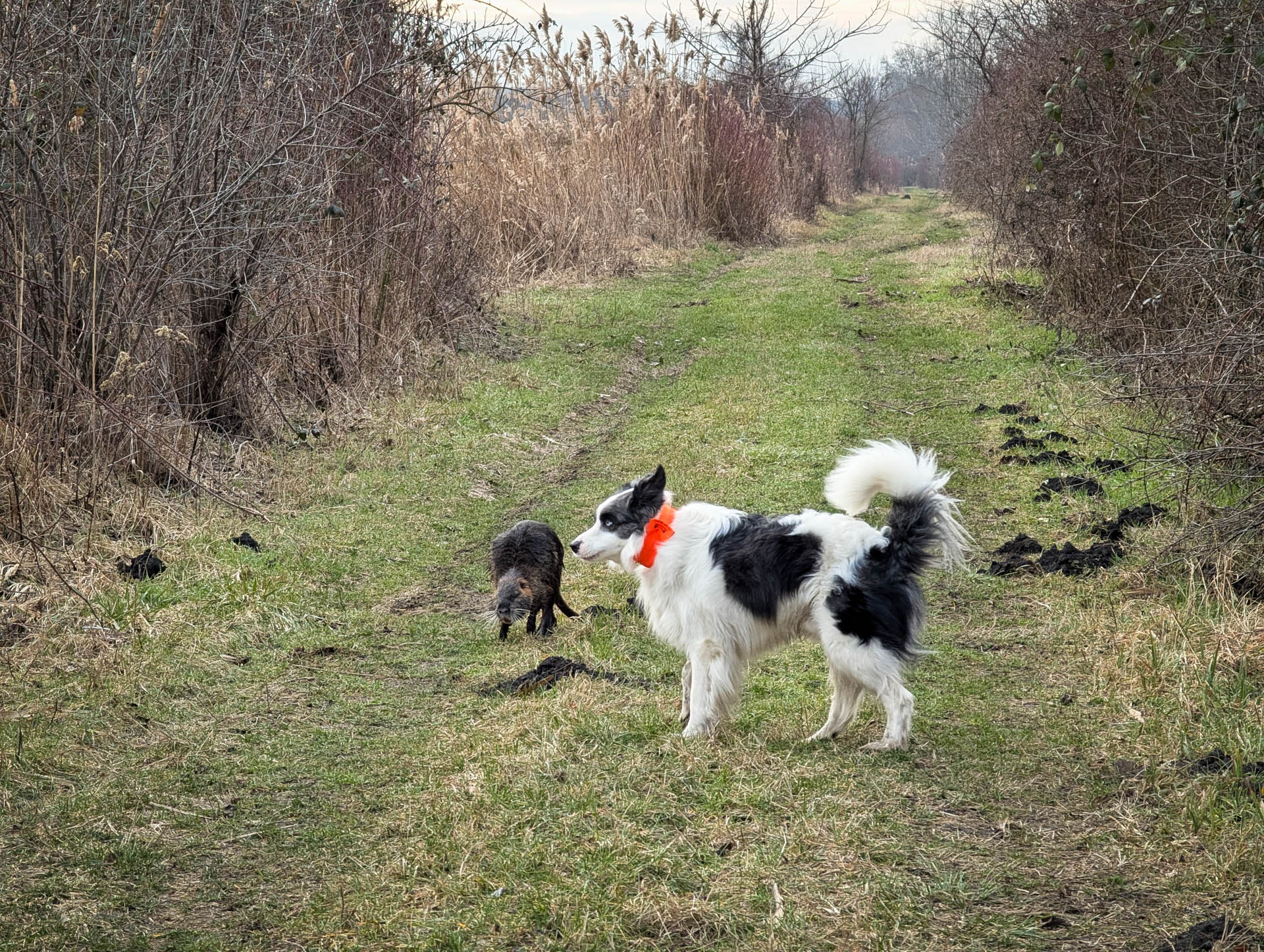 200×200 km projekt • 2026. 02. 21. • Naszály – Szomód: Ferencmajori-halastavak Cimbivel