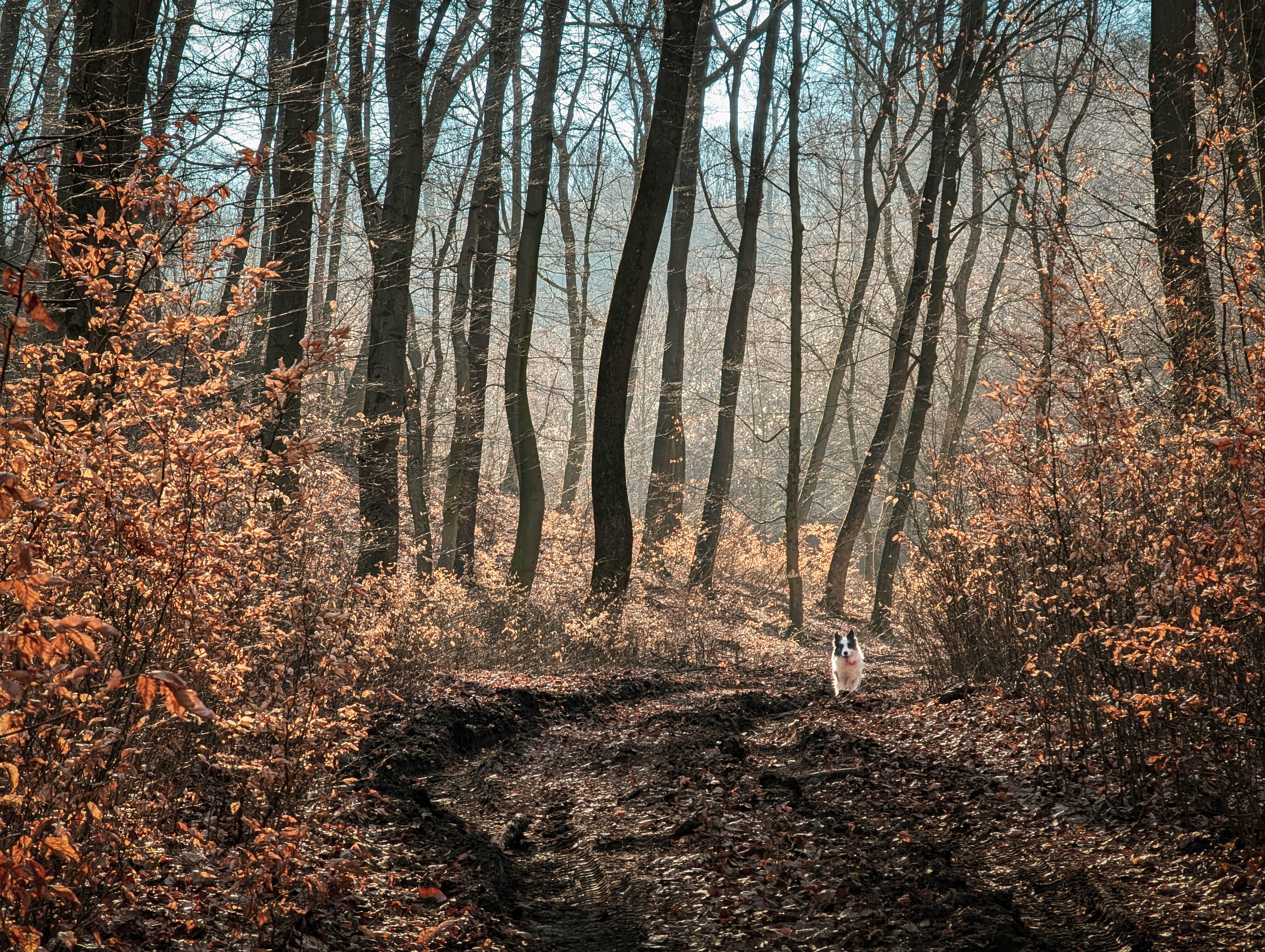 200×200 km projekt • 2026. 03. 07. • Bajót: Domonkos-hegy Cimbivel