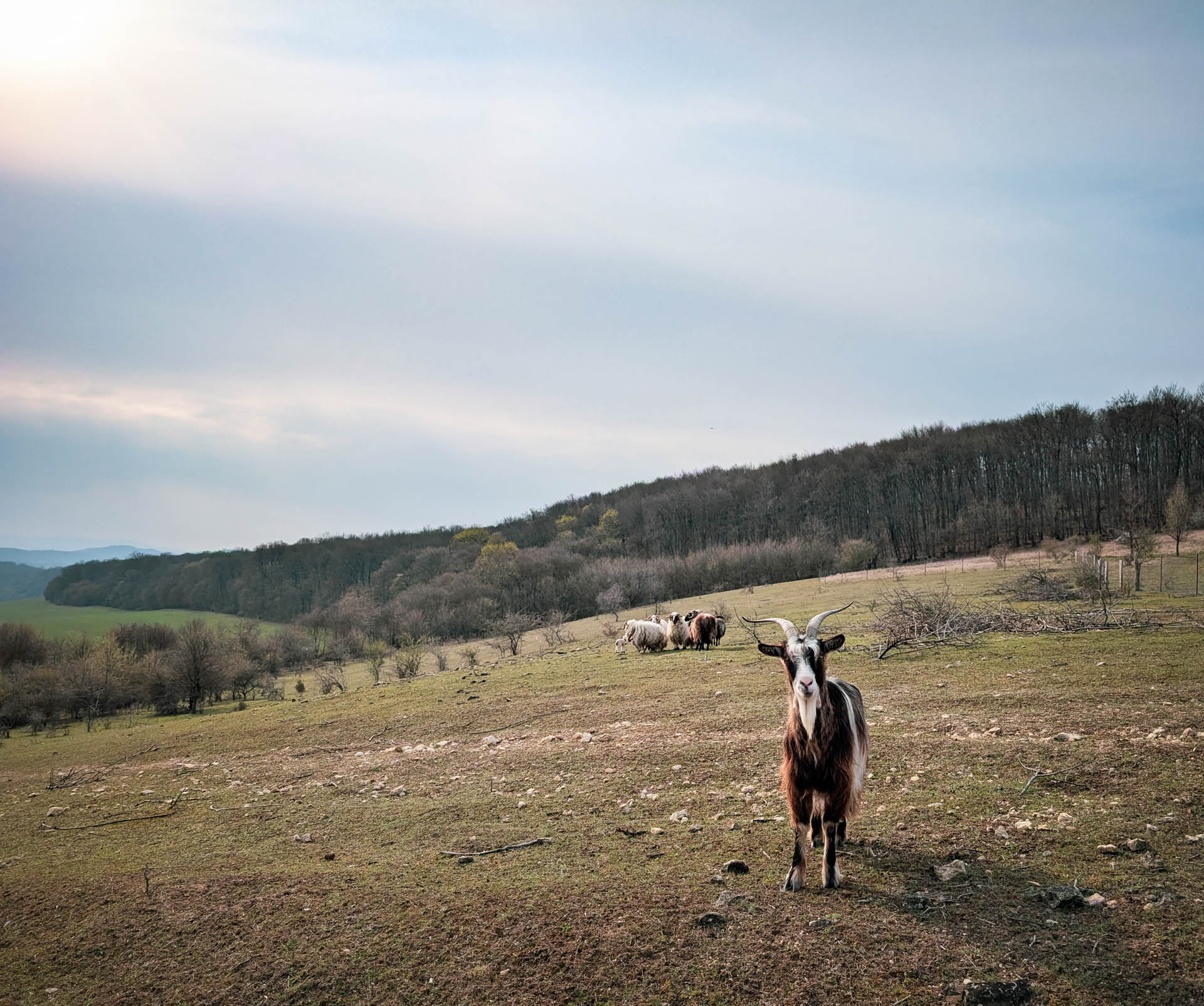 200×200 km projekt • 2026. 03. 21. • Bajót: Kis-domb – Nagysáp&nbsp;Cimbivel