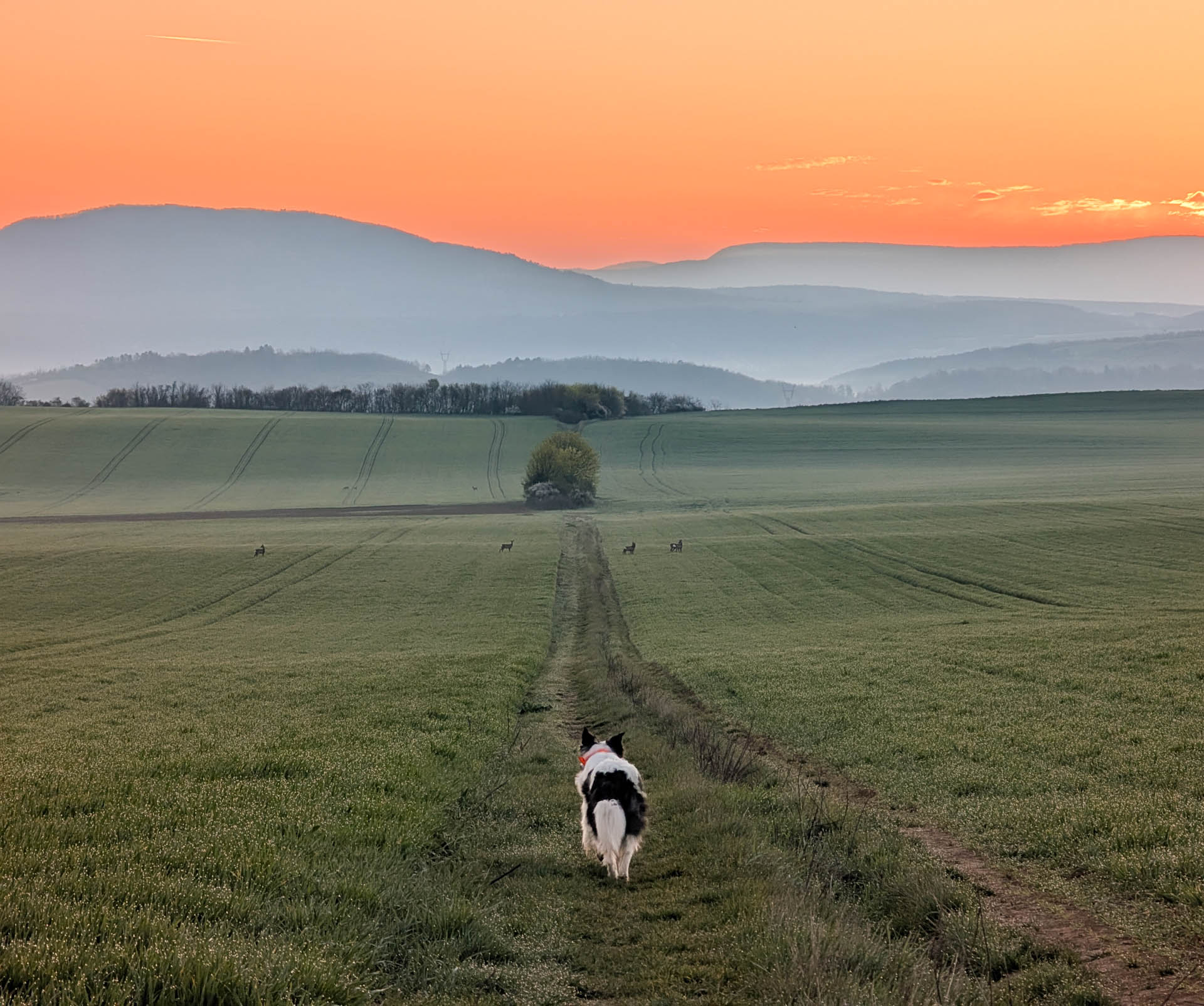 200×200 km projekt • 2026. 04. 05. • Nagysáp&nbsp;Cimbivel